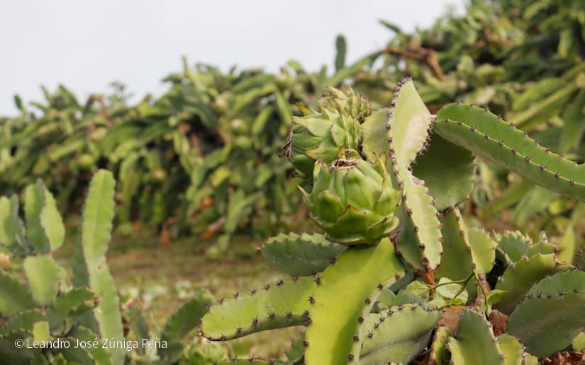 PITAHAYA2
