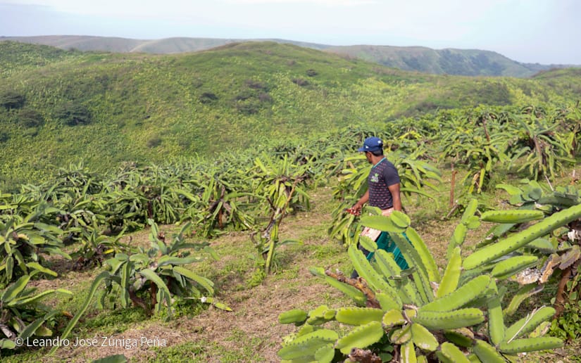 PITAHAYA23