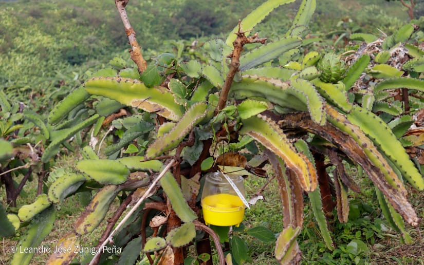 PITAHAYA29