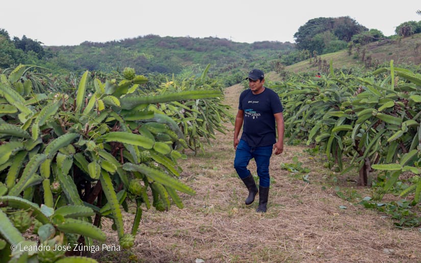 PITAHAYA32