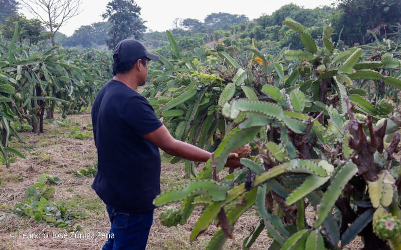 PITAHAYA34