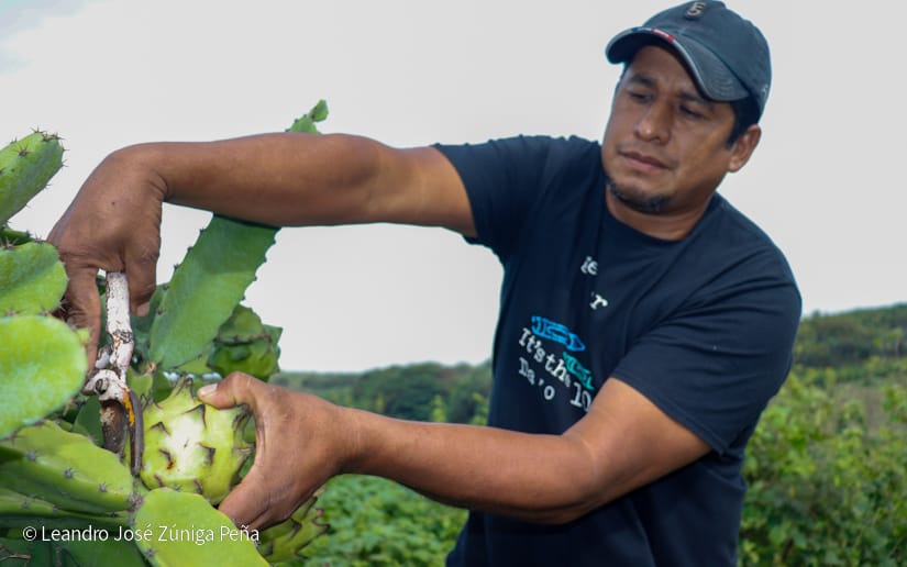 PITAHAYA37