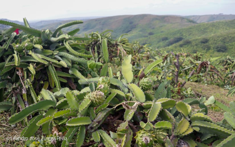 PITAHAYA4