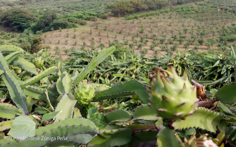 PITAHAYA42