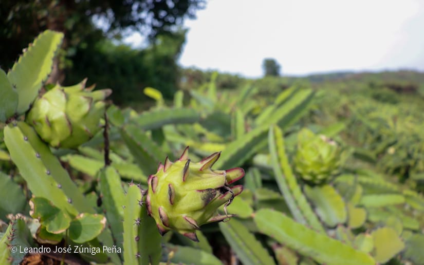 PITAHAYA44