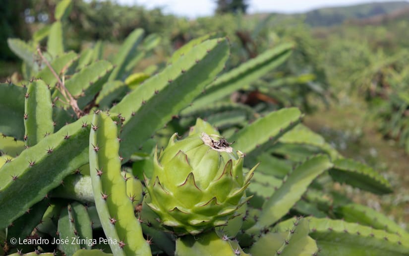 PITAHAYA45