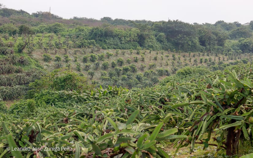 PITAHAYA49