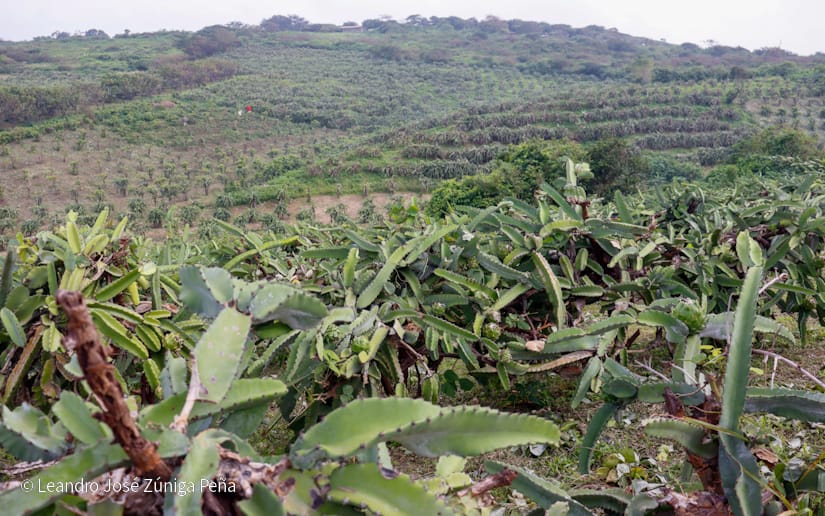PITAHAYA51