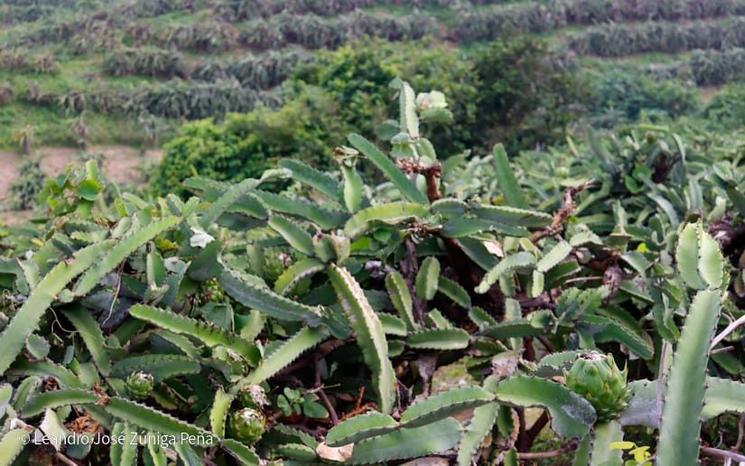PITAHAYA52