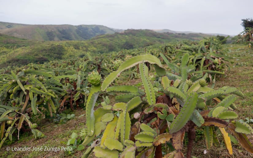 PITAHAYA55