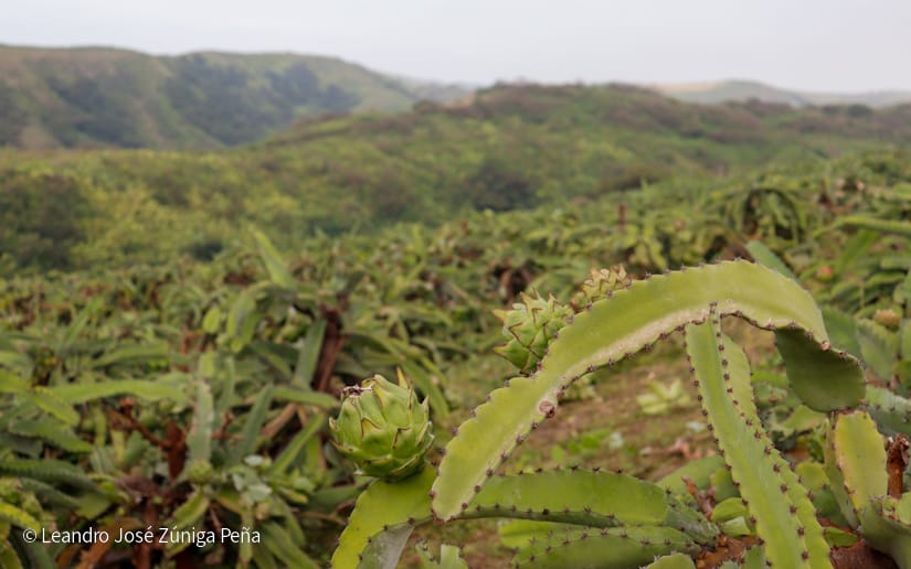 PITAHAYA56