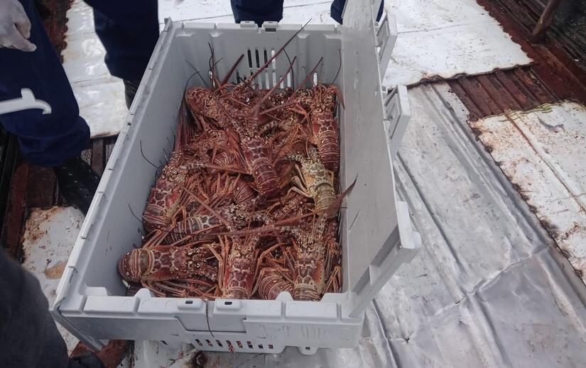 Pesca-de-Langosta-3