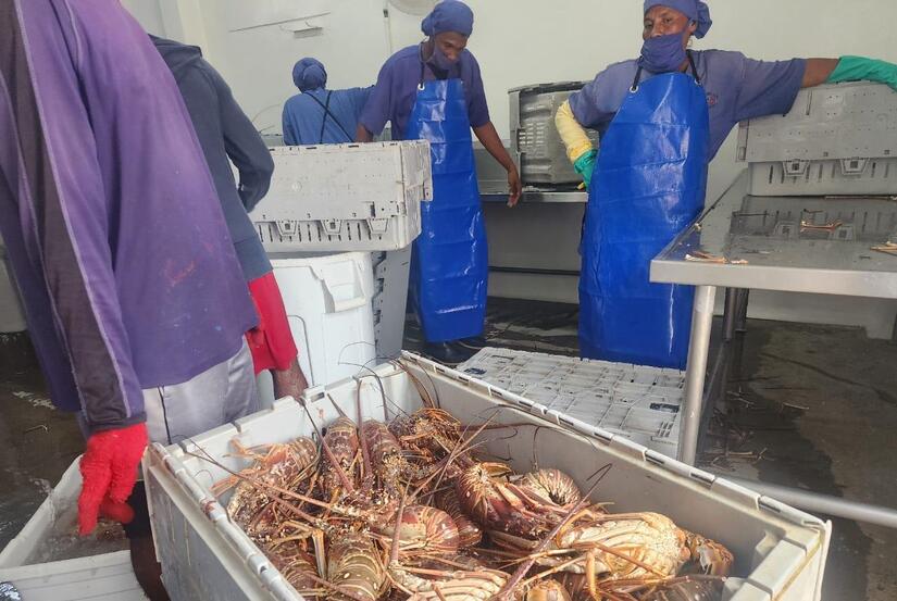 Pesca-de-Langosta-8
