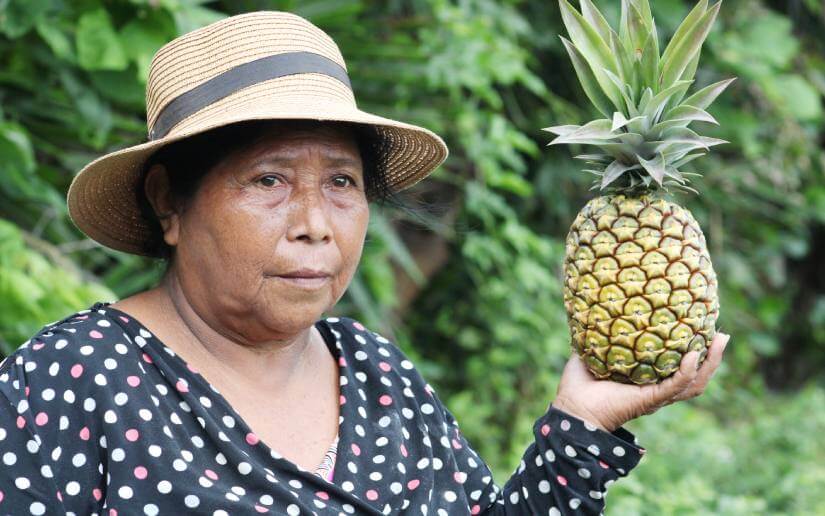 reporte-piñas-10