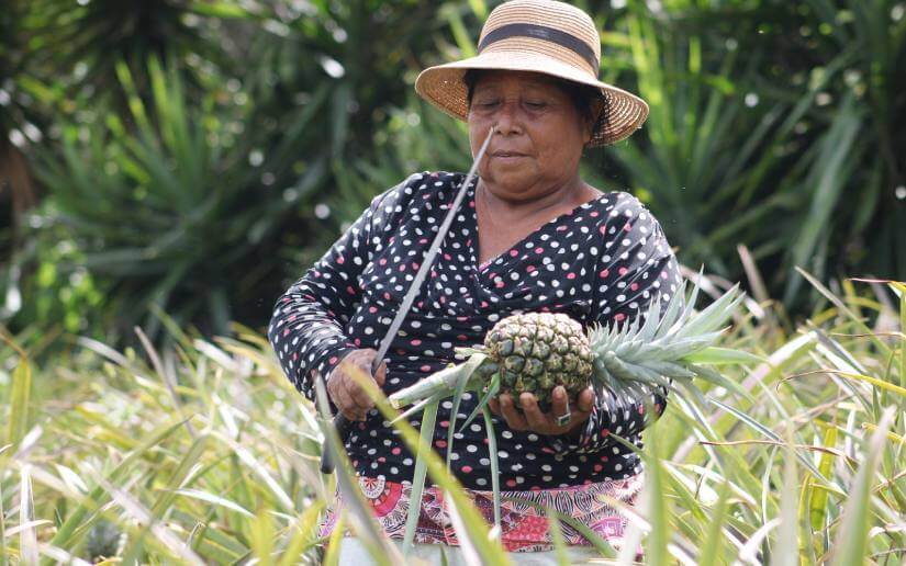 reporte-piñas-18