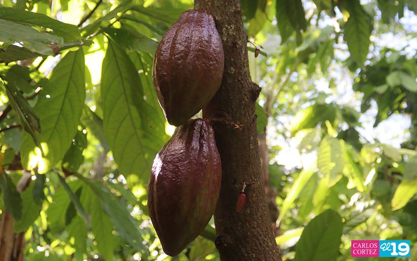 CACAO39
