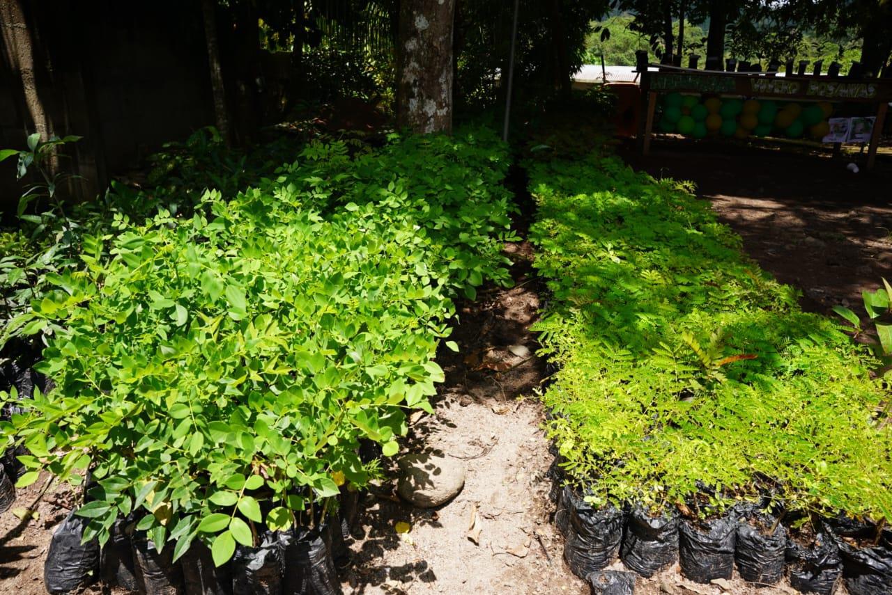 VIVERO4
