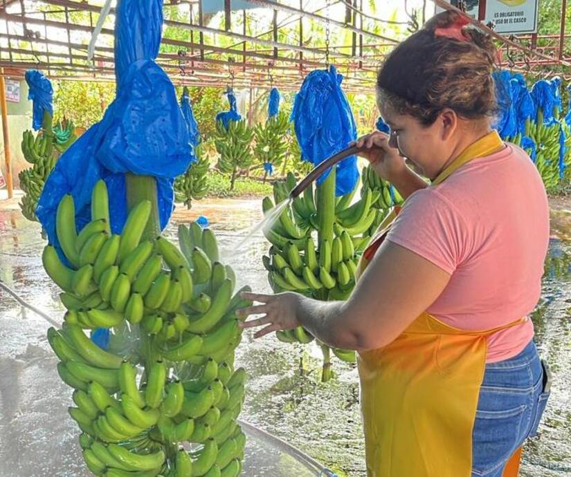 BANANO5