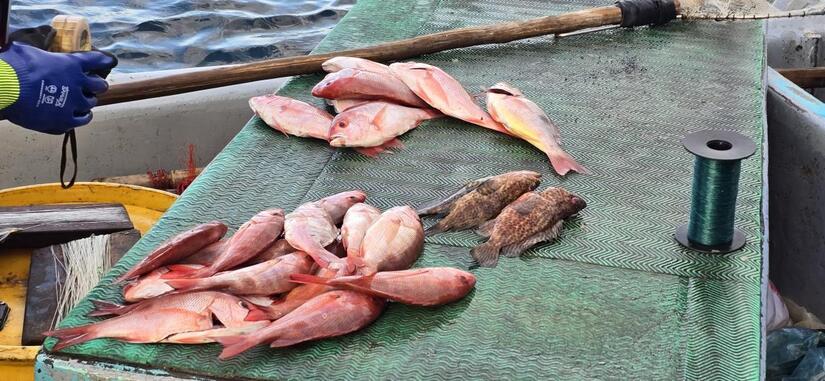 INPESCA15