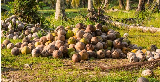 coco1