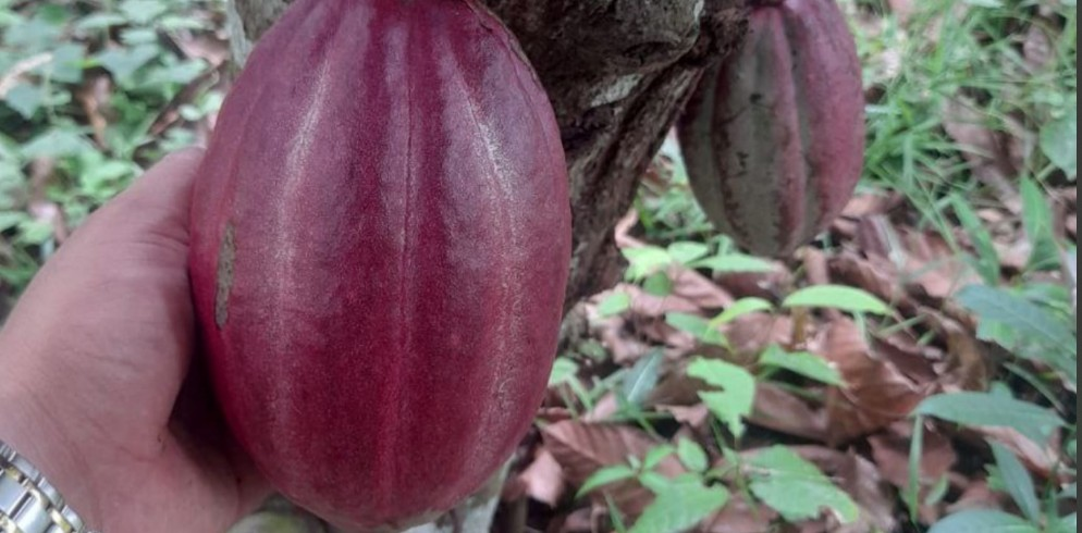 cacao3