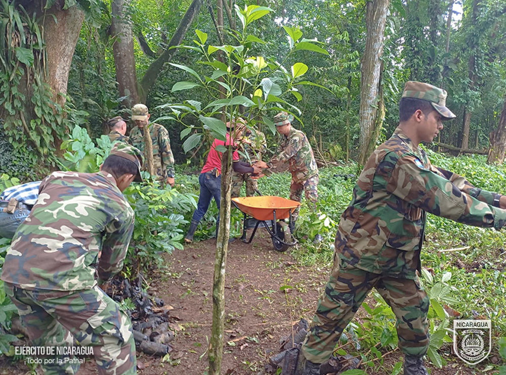 reforestacion3