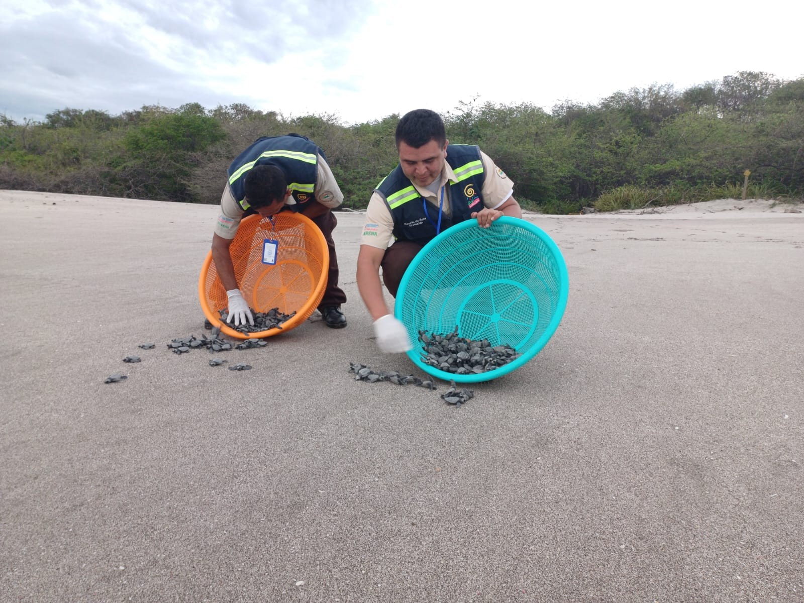 tortugas4
