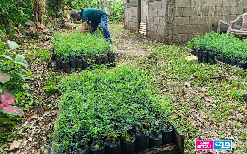 PLANTAS5
