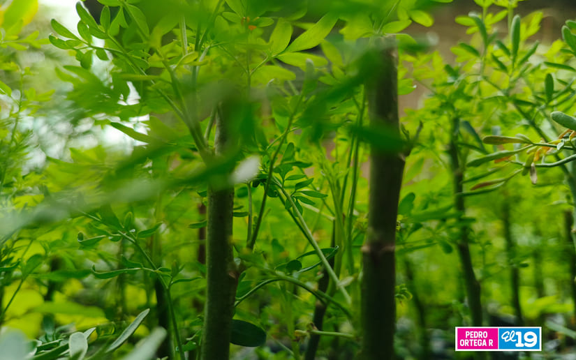 PLANTAS7
