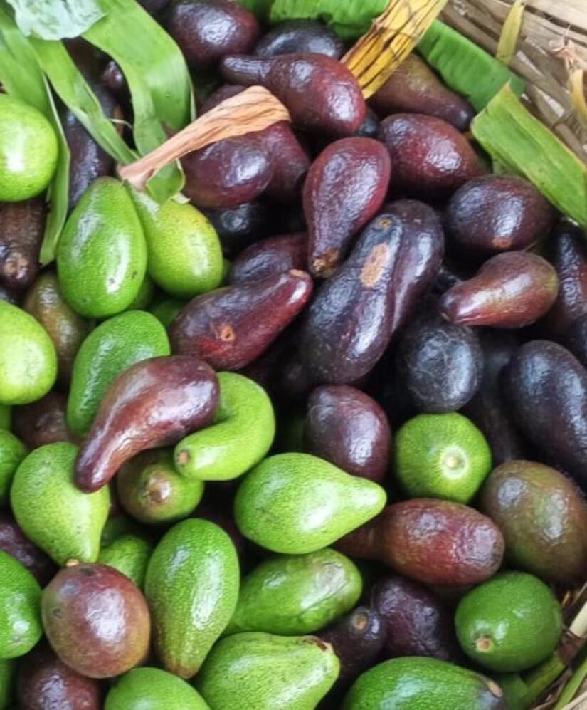 AGUACATE6