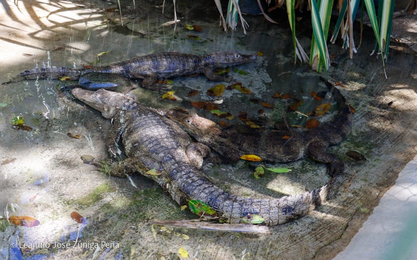 ZOOLOGICO-(11)