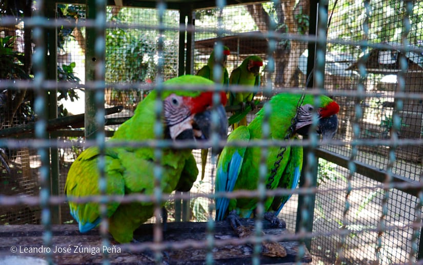 ZOOLOGICO-(25)