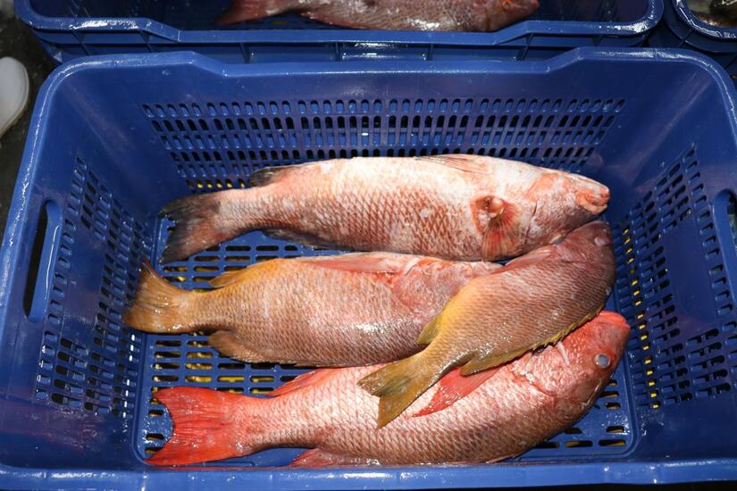 INPESCA12