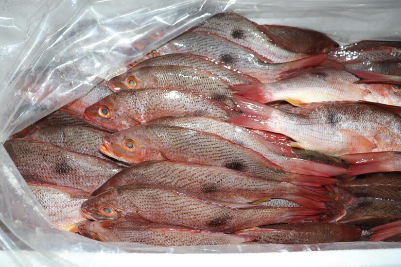 INPESCA13