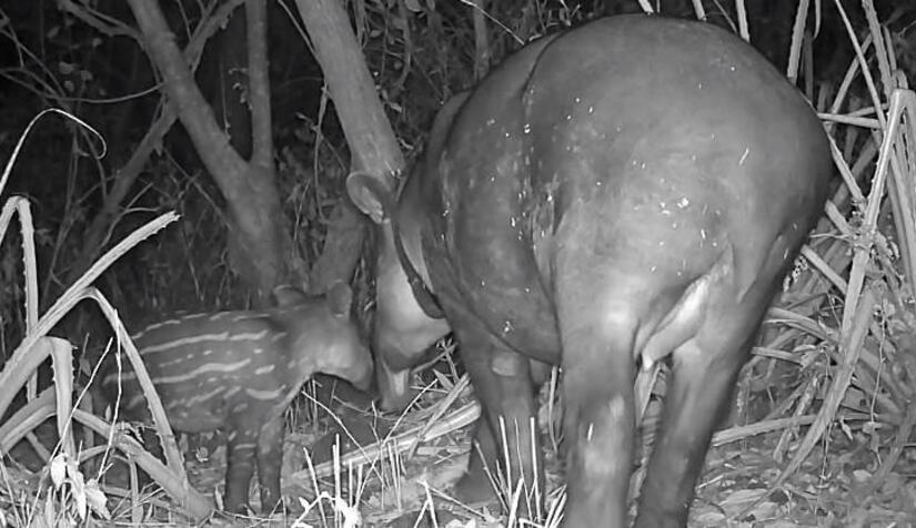 TAPIR1