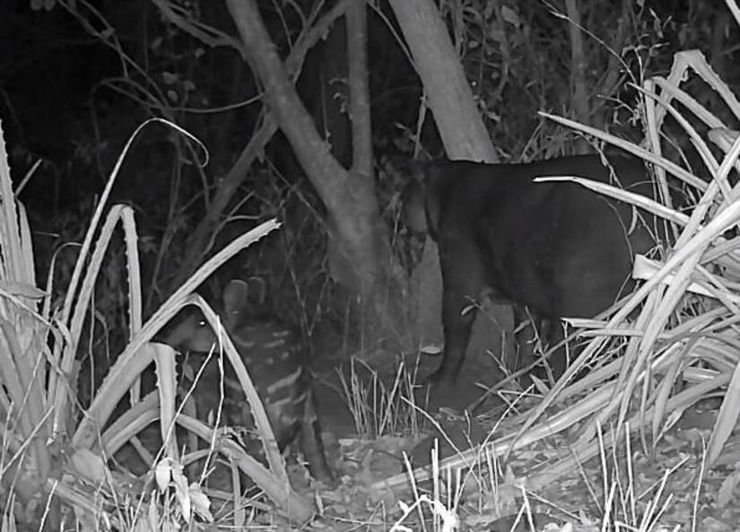 TAPIR2