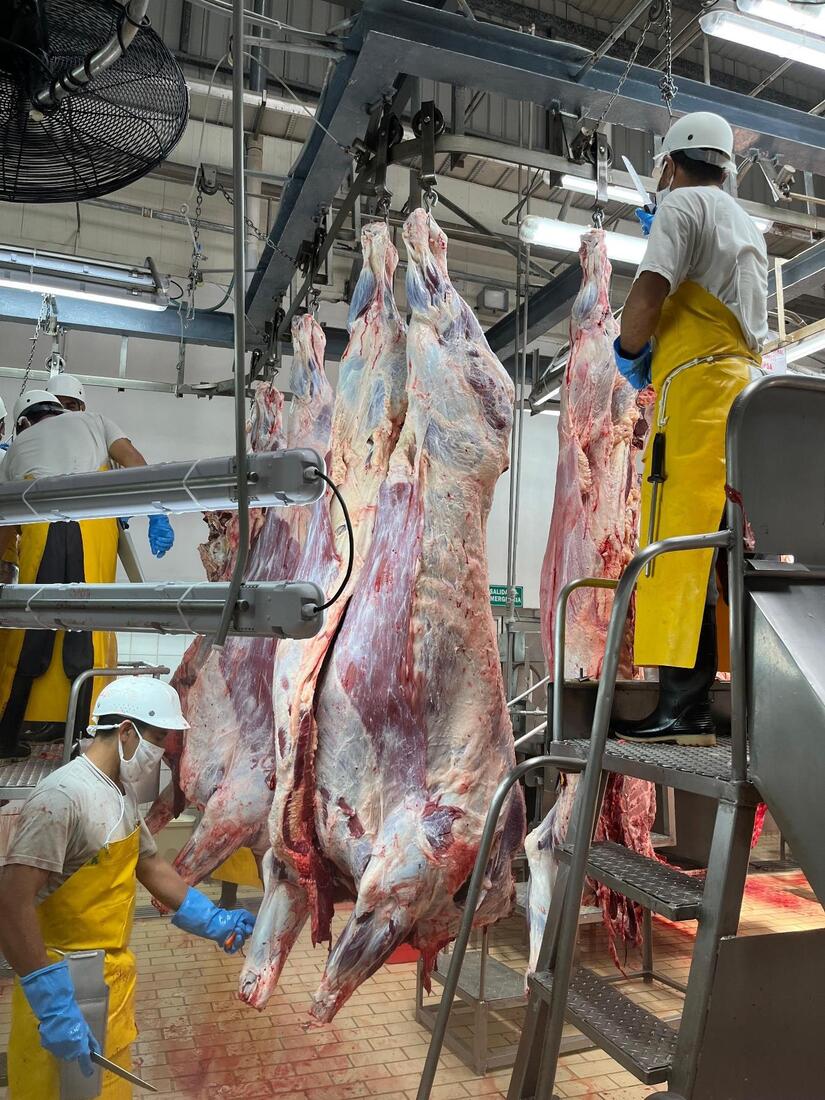 CARNE-(2)