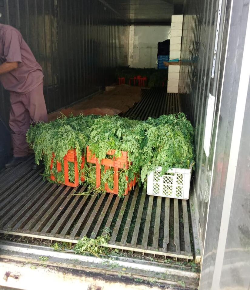 MORINGA4