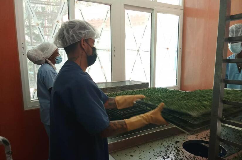 MORINGA6