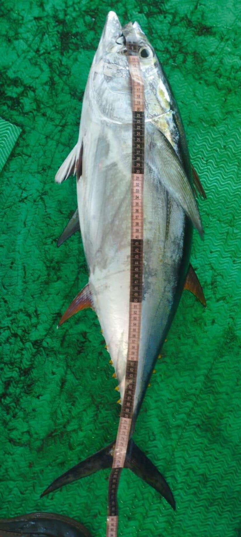 INPESCA10