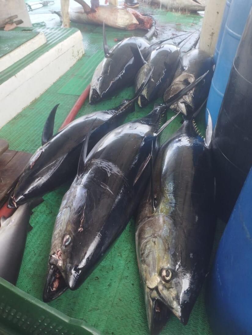 INPESCA3