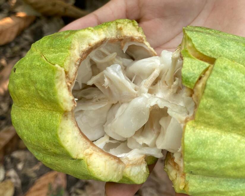 CACAO-(1)