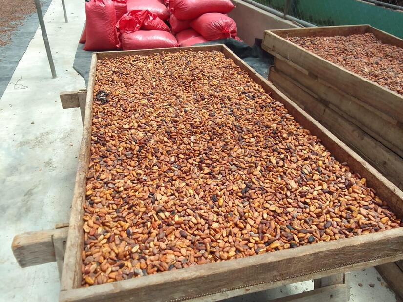 CACAO-(4)