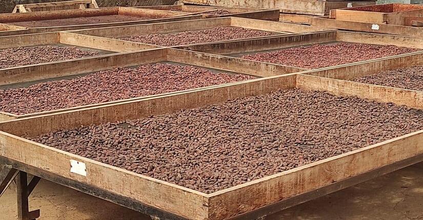 CACAO-(5)
