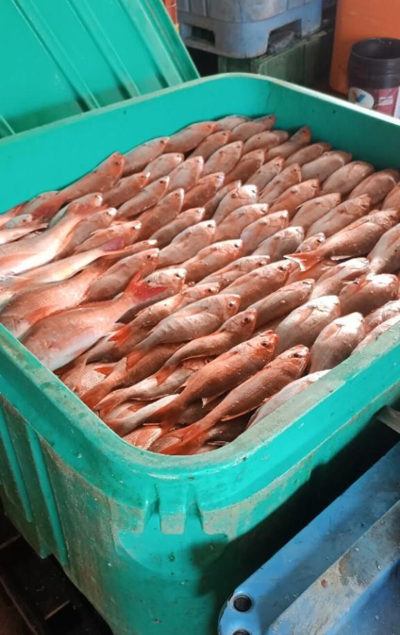 INPESCA-(1)