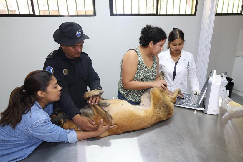 VETERINARIO2
