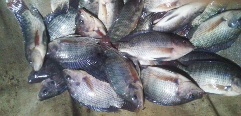 INPESCA-2