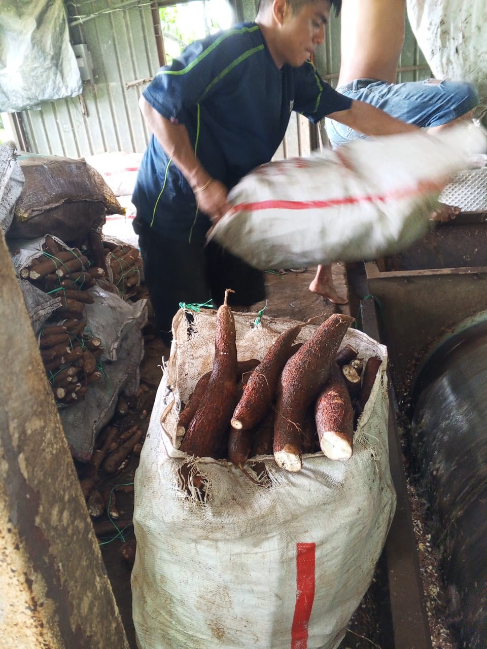 YUCA4