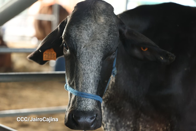 Feria-Ganadera-16