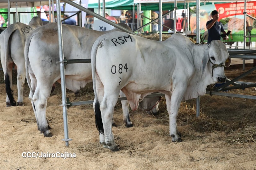 Feria-Ganadera-24